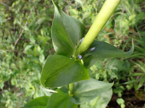 Frasera fastigiata, photograph 4
