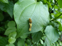 Heraclides thoas brasiliensis