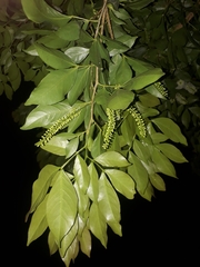 Inga marginata