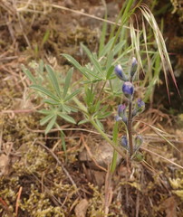 Lupinus polycarpus