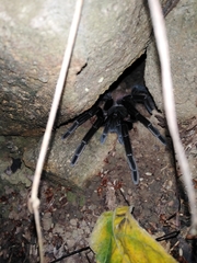 Sericopelma