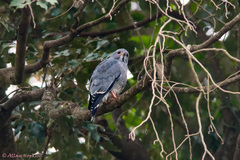 Kaupifalco monogrammicus