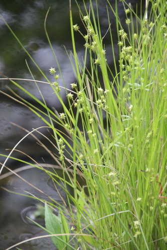 Prickly bog sedge (Carex atlantica)