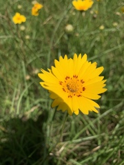 Coreopsis nuecensis