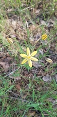 Triteleia ixioides scabra