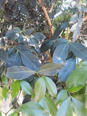 Inga marginata