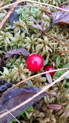 Vaccinium macrocarpon