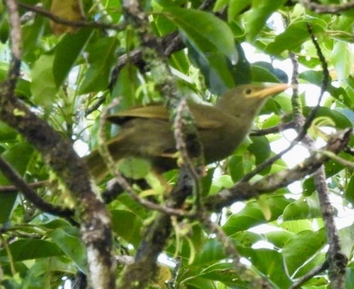 Gymnomyza viridis observed 2026-06-03