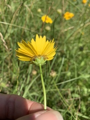 Coreopsis nuecensis