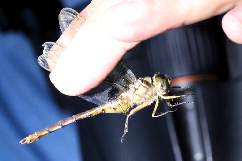 Stygian Shadowdragon photo 4