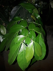 Inga marginata