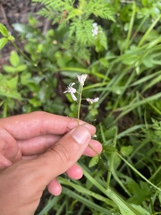 Iodanthus pinnatifidus, photograph (c) Nathan Aaron, some rights reserved (CC BY)