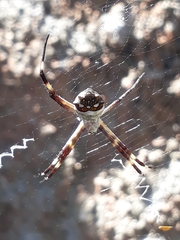 Argiope argentata