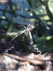 Argiope argentata