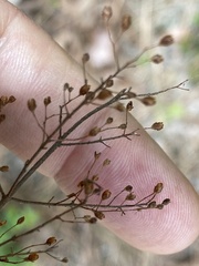 Lechea tenuifolia