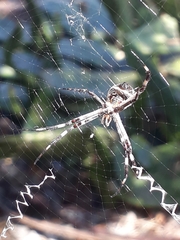 Argiope argentata