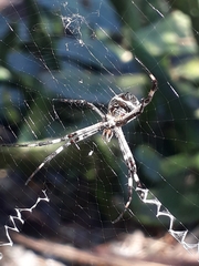 Argiope argentata