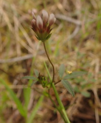 Trifolium oliganthum