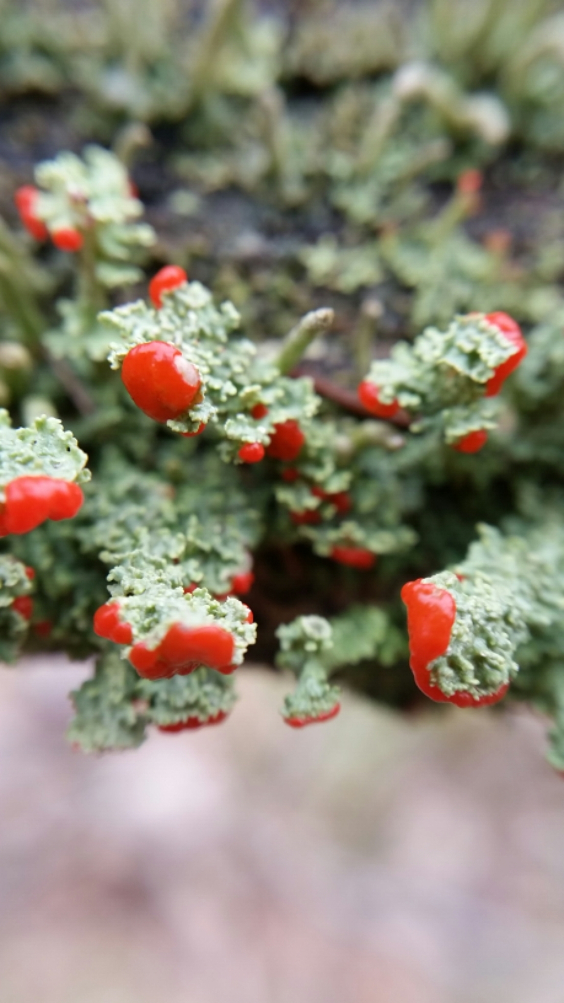 Cladoniaceae image