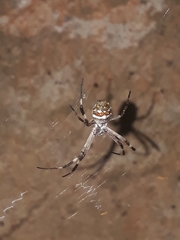 Argiope argentata