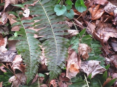 Polystichum acrostichoides