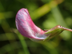 Lathyrus nissolia, photograph (c) Sean Hartnett, some rights reserved (CC BY)