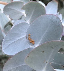 Paropsisterna m-fuscum