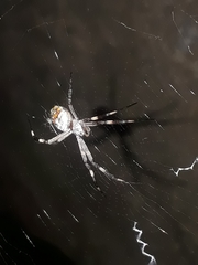 Argiope argentata