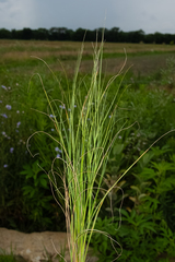 Muhlenbergia cuspidata, photograph (c) Nathan Aaron, some rights reserved (CC BY)