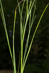 Muhlenbergia cuspidata, photograph (c) Nathan Aaron, some rights reserved (CC BY)