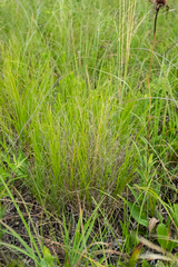 Muhlenbergia cuspidata