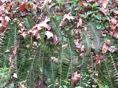 Polystichum acrostichoides