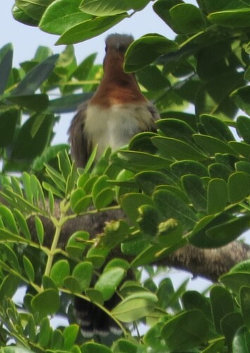 Dwarf Cuckoo (Coccycua pumila), photo 8
