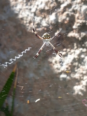 Argiope argentata