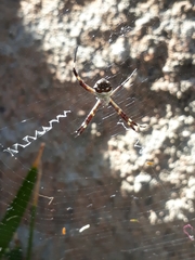 Argiope argentata