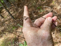 Solidago pinetorum