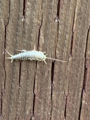 Allacrotelsa spinulata