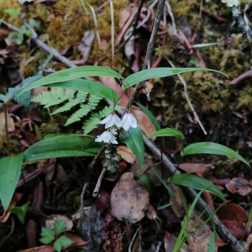 Streptopus simplex, 2026-06-13