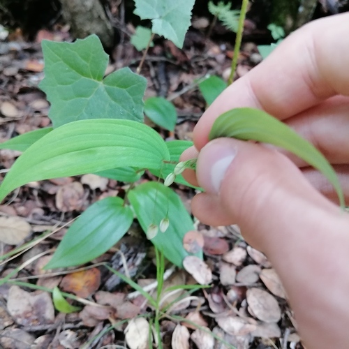 Streptopus simplex, 2026-06-13