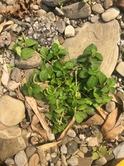 Boehmeria pilosiuscula