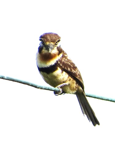 Russet-throated Puffbird (Hypnelus ruficollis)