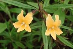 Diplacus × australis