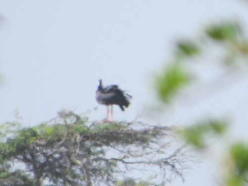 Northern Screamer (Chauna chavaria)