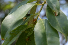Harmonia axyridis