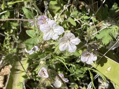 Phacelia cryptantha
