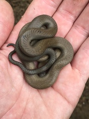 Diadophis punctatus modestus