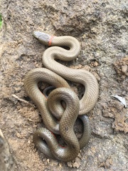 Diadophis punctatus modestus