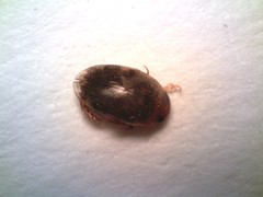 Laccophilus proximus