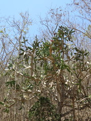 Opuntia dejecta