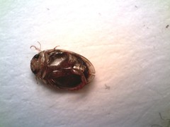 Laccophilus proximus